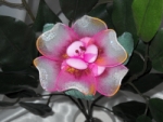 Camelia